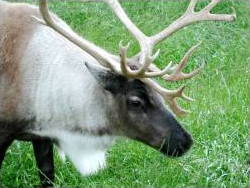Caribou in closeup