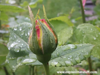 Surface tension makes water bead on the leaves of a red and yellow rose plant