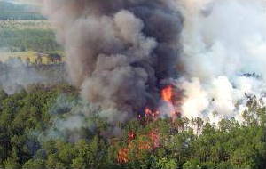 Burning forest releasing smoke.